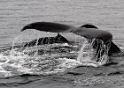 CapeCodb (17)  Cape Cod whales